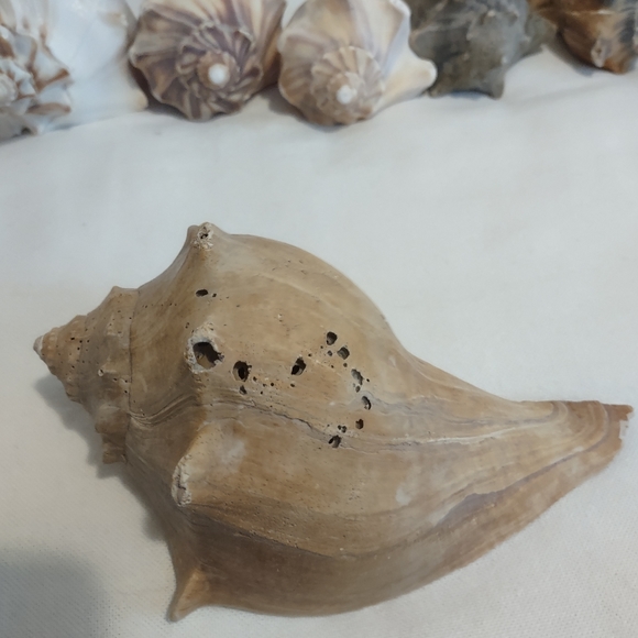 5 lb of Seashell Whelk Welk Shell Beach Shelf Display Decor Aquarium - Picture 7 of 10